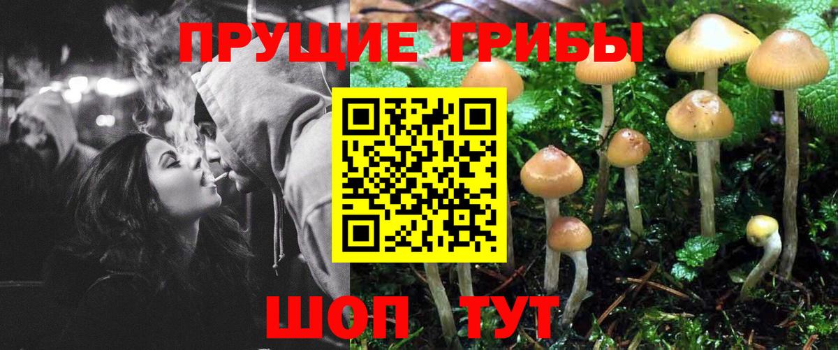 купить наркотики сайты  Вход с VPN  Бутурлиновка  Псилоцибиновые грибы GOLDEN TEACHER 